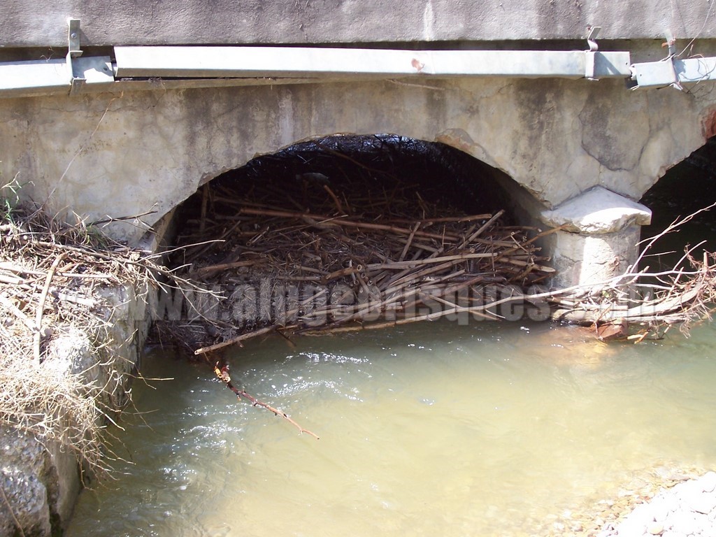 Embâcle causé par des Renouées du Japon