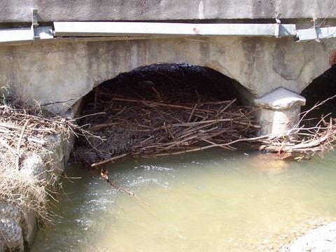 Embâcle causé par des Renouées du Japon